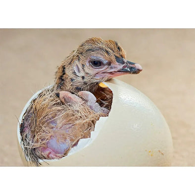 Ostrich egg and flock - 3D Action Lenticular Postcard Greeting Card - NEW Postcard 3dstereo 