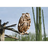 Owl - 3D Lenticular Postcard Greeting Card 3dstereo 