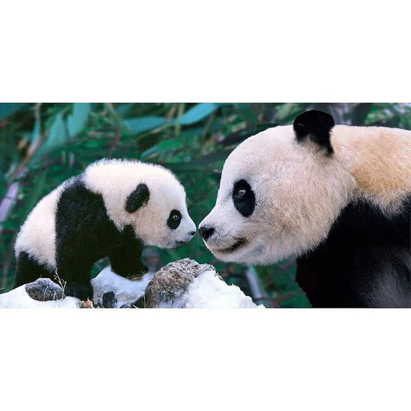 Panda mother nose to nose with cub - 3D Lenticular Oversize-Postcard Greeting Cardd - NEW Postcard 3dstereo 