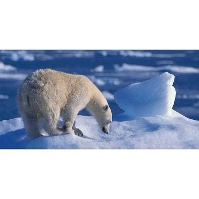 Polar Bear - 3D Lenticular Oversize-Postcard Greeting Cardd - NEW Postcard 3dstereo 