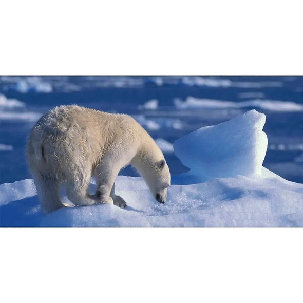 Polar Bear - 3D Lenticular Oversize-Postcard Greeting Cardd - NEW Postcard 3dstereo 