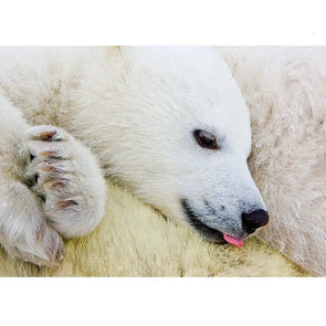 Polar Bear Cub - 3D Lenticular Postcard Greeting Cardd - NEW Postcard 3dstereo 