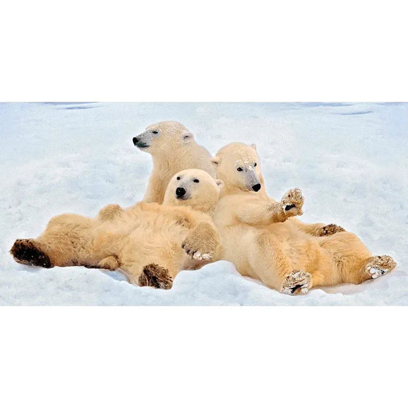 Polar Bears Relaxing - 3D Lenticular Oversize-Postcard Greeting Cardd - NEW Postcard 3dstereo 