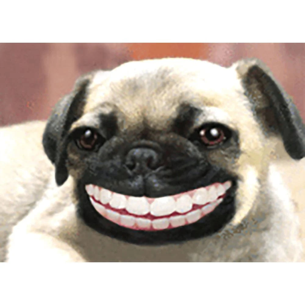 Pug smiling with hot sale teeth