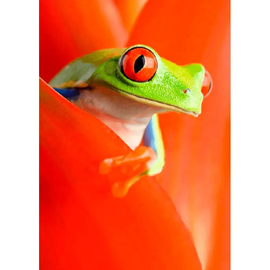 Red-eyed Tree Frog - 3D Lenticular Postcard Greeting Card - NEW Postcard 3dstereo 