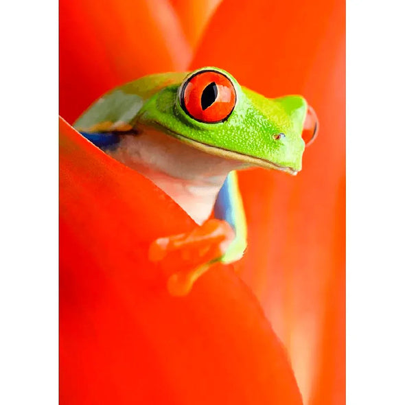 Red-eyed Tree Frog - 3D Lenticular Postcard Greeting Card - NEW Postcard 3dstereo 