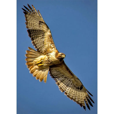 RED TAILED HAWK Animated 2 Images - 3D Lenticular Postcard Greeting card