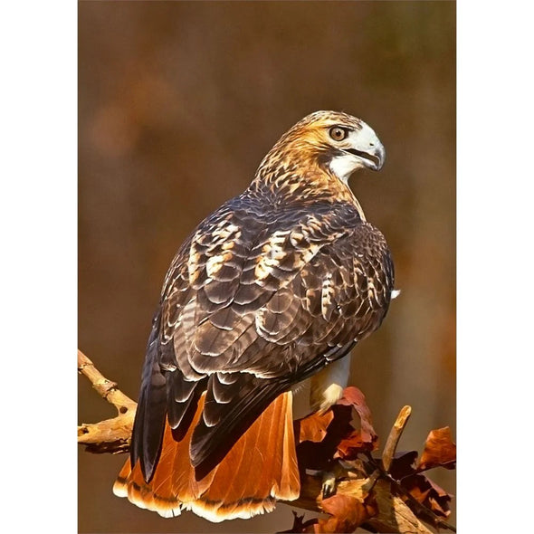 RED TAILED HAWK Animated 2 Images - 3D Lenticular Postcard Greeting card Postcard 3dstereo 