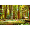 REDWOOD NATIONAL PARK - 3D Magnet for Refrigerators, Whiteboards, and Lockers - NEW MAGNET 3dstereo 