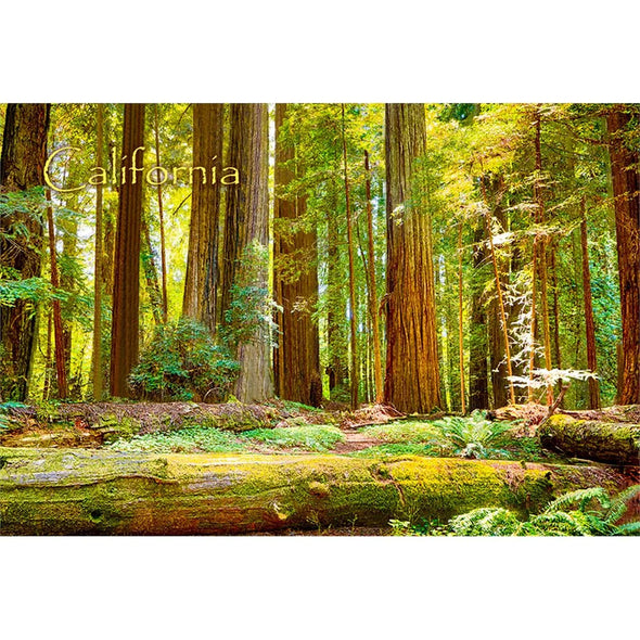 REDWOOD NATIONAL PARK - 3D Magnet for Refrigerators, Whiteboards, and Lockers - NEW