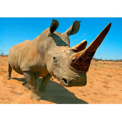 Rhinoceros - 3D Lenticular Postcard Greeting Cardd - NEW Postcard 3dstereo 