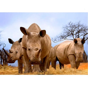 Rhinoceroses in the African Savannah - 3D Lenticular Postcard Greeting Cardd - NEW Postcard 3dstereo 
