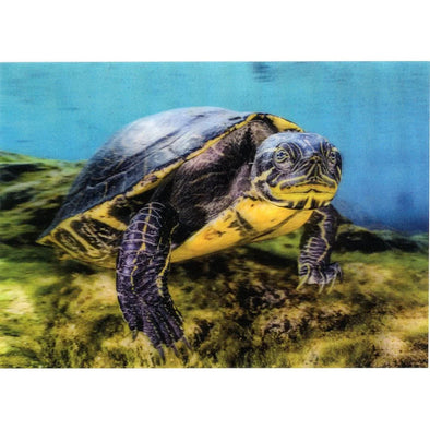 River Cooter - 3D Lenticular Postcard Greeting Card - NEW Postcard 3dstereo 