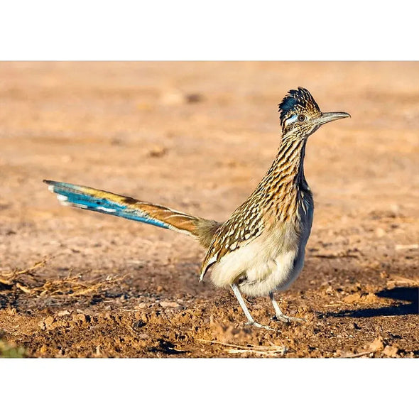 Roadrunner - 3D Lenticular Postcard Greeting Card Postcard 3dstereo 