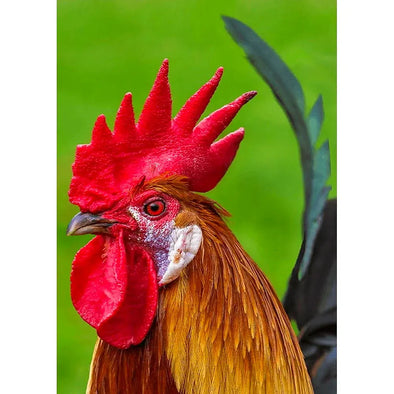 Rooster - 3D Lenticular Postcard Greeting Card - NEW Postcard 3dstereo 