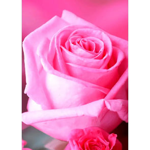 Rose - Pink Blossom - 3D Lenticular Postcard Greeting Card - NEW Postcard 3dstereo 