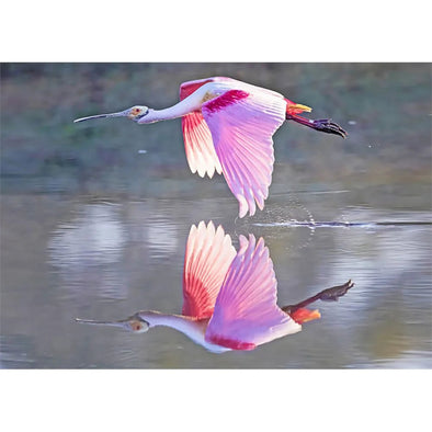 Roseate Spoonbill - 3D Lenticular Postcard Greeting Card - NEW Postcard 3dstereo 
