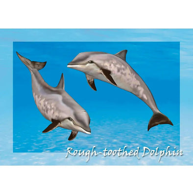 Rough Toothed Dolphin - 3D Lenticular Postcard Greeting Card - NEW Postcard 3dstereo 