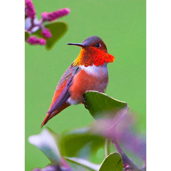 Rufous Hummingbird - 3D Lenticular Postcard Greeting Card Postcard 3dstereo 
