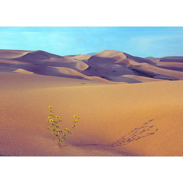 Sand Dunes - 3D Lenticular Postcard Greeting Card - NEW Postcard 3dstereo 