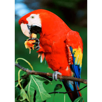 Scarlet Macaw - 3D Lenticular Postcard Greeting Card Postcard 3dstereo 