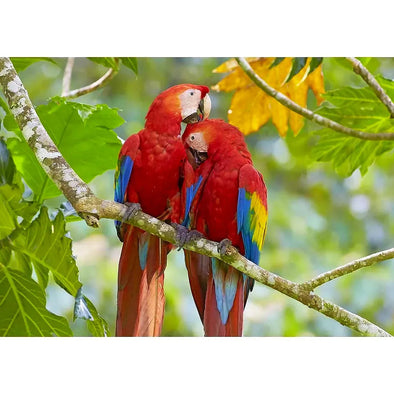 Scarlet macaws preening - 3D Lenticular Postcard Greeting Card - NEW Postcard 3dstereo 