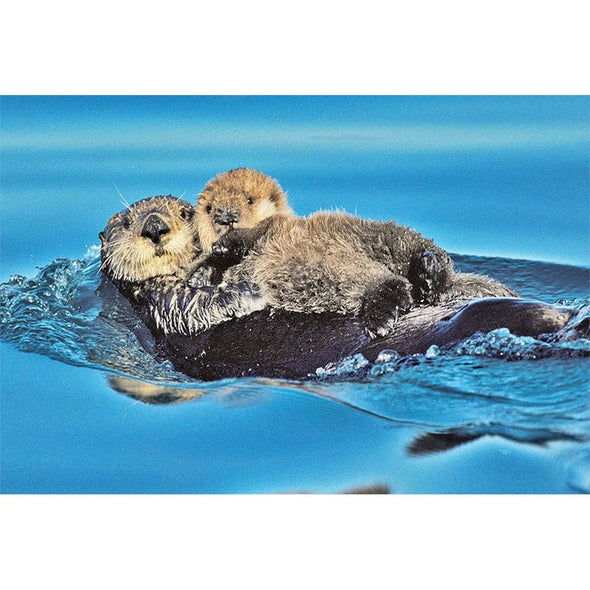 SEA OTTER AND PUP - 3D Magnet for Refrigerators, Whiteboards, and Lockers - NEW