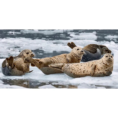 Seals and Otters on floating ice - 3D Action Lenticular Postcard Greeting Card - Over- size - NEW Postcard 3dstereo 