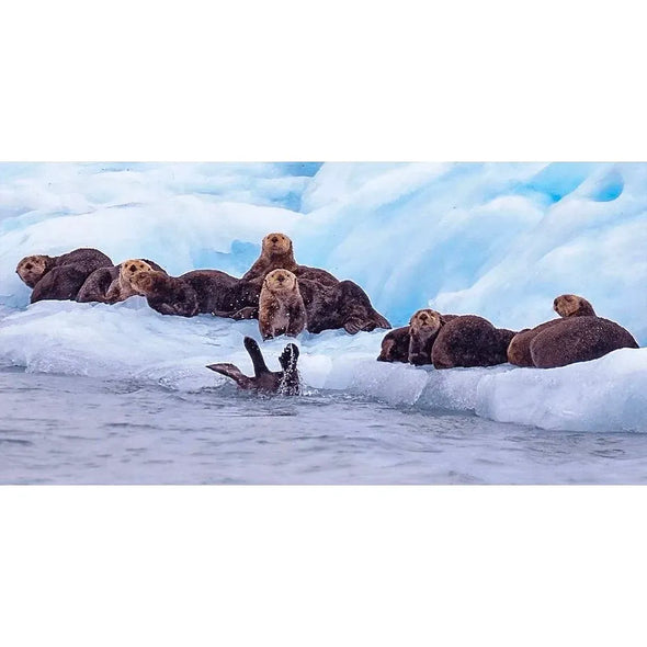 Seals and Otters on floating ice - 3D Action Lenticular Postcard Greeting Card - Over- size - NEW Postcard 3dstereo 