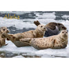 SEALS & OTTERS - ALASKA - 2 Image 3D Flip Magnet for Refrigerators, Whiteboards, and Lockers - NEW MAGNET 3dstereo 