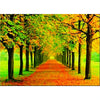 Seasons Trees -  Triple Views - 3D Flip Lenticular Poster - 12x16 - 3 Images in 1 Poster - NEW