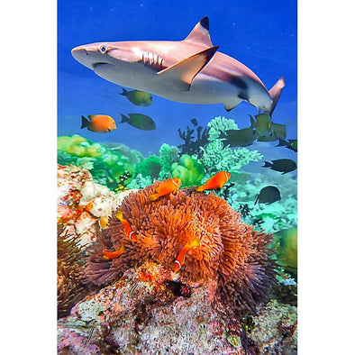 SHARK and CORAL - 3D Magnet for Refrigerator, Whiteboard, Locker MAGNET 3dstereo 