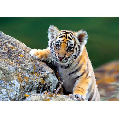 Siberian Tiger Cub - 3D Lenticular Postcard Greeting Card - NEW Postcard 3dstereo 