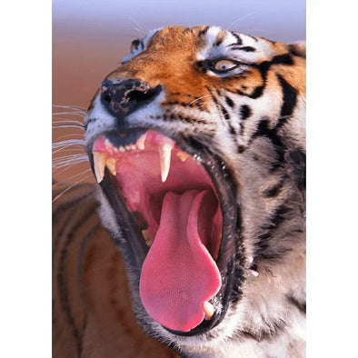 Siberian Tiger roaring (China) - 3D Lenticular Postcard Greeting Card - NEW Postcard 3dstereo 