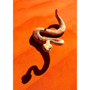Sidewinder Rattlesnake - 3D Lenticular Postcard Greeting Card - NEW Postcard 3dstereo 