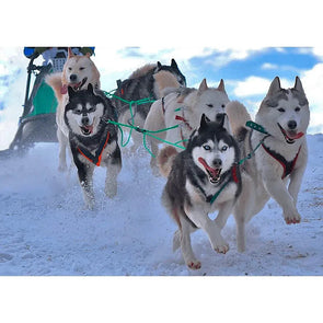 Sled Dogs - Alaska - 3D Lenticular Postcard Greeting Card - NEW Postcard 3dstereo 