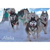 SLED DOGS - ALASKA - 3D Magnet for Refrigerators, Whiteboards, and Lockers - NEW MAGNET 3dstereo 