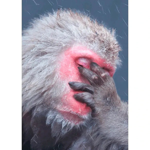 Snow Monkey sleeping - 3D Lenticular Postcard Greeting Card - NEW Postcard 3dstereo 