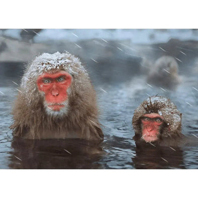Snow Monkeys Bathing - 3D Lenticular Postcard Greeting Card - NEW Postcard 3dstereo 