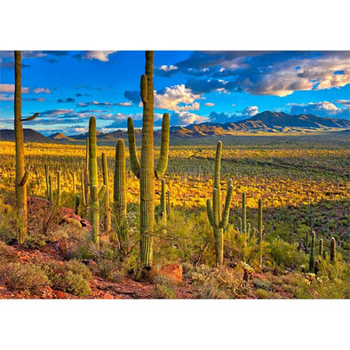 Sonoran Desert - 3D Postcard  Greeting Card - NEW
