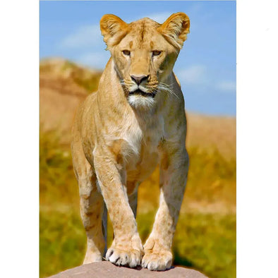 Southwest African Lioness - 3D Lenticular Postcard Greeting Card - NEW Postcard 3dstereo 