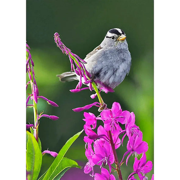 Sparrow on Fireweed - 3D Lenticular Postcard Greeting Card Postcard 3dstereo 
