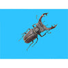 Stag Beetle - 3D Action Lenticular Postcard Greeting Card Postcard 3dstereo 