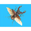 Stag Beetle - 3D Action Lenticular Postcard Greeting Card Postcard 3dstereo 