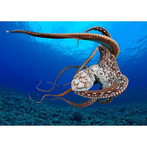 Stunning Octopus - 3D Lenticular Postcard Greeting Card- NEW Postcard 3dstereo 