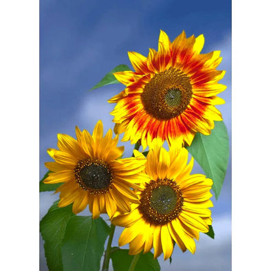 Sunflowers - 3D Lenticular Postcard Greeting Card - NEW Postcard 3dstereo 