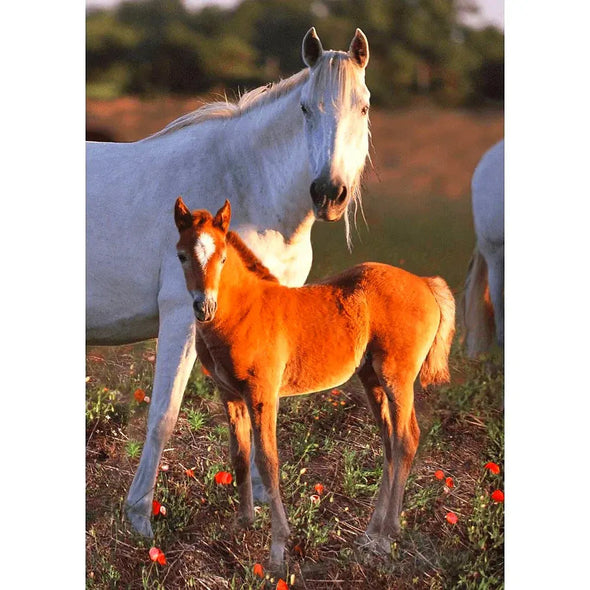 The Camargue horse with foal - France - 3D Lenticular Postcard Greeting Card - NEW Postcard 3dstereo 