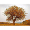 The Four Seasons - 3D Action Lenticular Postcard Greeting Card - NEW Postcard 3dstereo 
