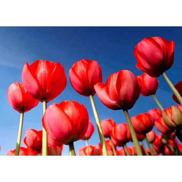 Tulips - 3D Lenticular Postcard Greeting Card - NEW Postcard 3dstereo 