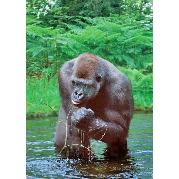 Western Lowland Gorilla - 3D Lenticular Postcard Greeting Card - NEW Postcard 3dstereo 